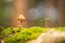 zarte kleine Welt
