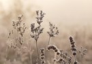 fast schon winterlich