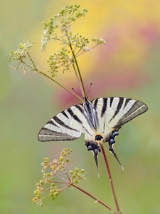 Ein Segelfalter (Iphiclides podalirius)