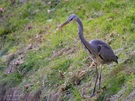 Gray Heron
