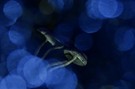 Blaue Kleckse