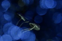 Blaue Kleckse