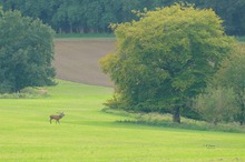 Feldlandschaft mit Hirsch.