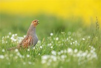 ~ Vogel des Jahres 2026 ~