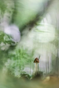 Kleiner Helmling und sein Wohnzimmer