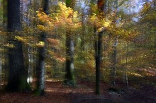 Ein Herbstbild