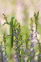 In der Heide
