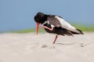 Der Wächter der Düne