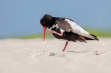 Der Wächter der Düne