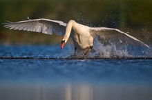 Höckerschwan, ein weiteres