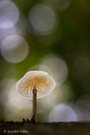 Buchi im Hochformat