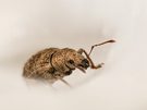 Die Insektenwelt bietet schon urige Gestalten