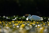 kleine Beute