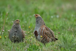 Der Vogel des Jahres 2026
