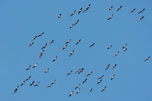 Zugzeit der Kraniche