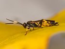 Eine große Schlupfwespe (wahrscheinlich Ichneumon xanthorius, Weibchen)  im passenden Herbstlaub