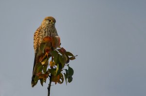 Falke mit Herbstkleid