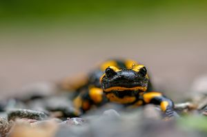 Wer juckt mich da am Auge?