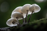 Pilzgrüppchen