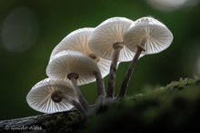 Pilzgrüppchen