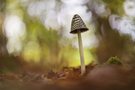Spechttintling im Mischwald