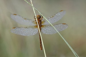 ins Gesicht geschaut