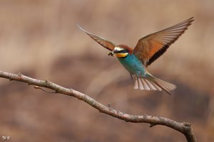 In voller Pracht ...