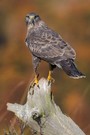 Bussard im Herbst