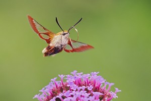 Vom Hummelschwärmer