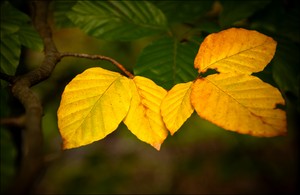 leuchtende Herbstfarben