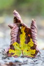 Das Blatt im Blatt