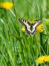 Schwalbi vom Frühling