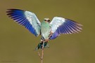 Anflug