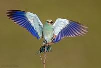 Anflug