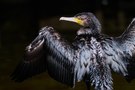 Kormoran