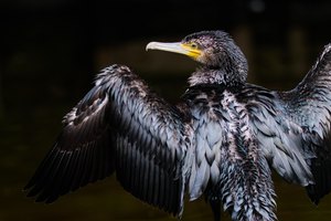 Kormoran