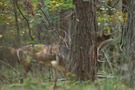 Vor lauter Bäumen... sieht man den Hirsch nicht :)