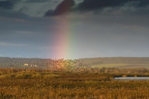 Einflug der Stare....