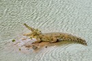 Nilkrokodil