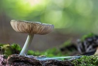 Pilz mit Sicherungsnetz