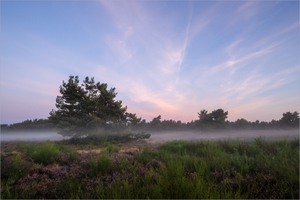 In der Heide