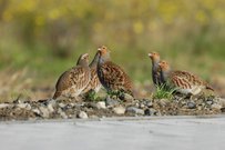 Rebhuhnfamilie