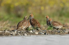 Rebhuhnfamilie