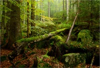 Richtig nasser Wald