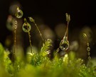 Der Wald im Tropfen