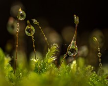 Der Wald im Tropfen