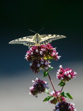 Schwalbenschwanz auf Oregano