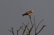 Schlangenadler  im Emsland