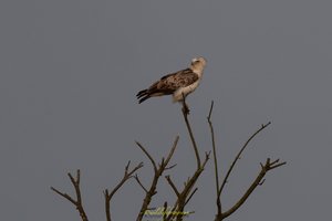 Schlangenadler  im Emsland