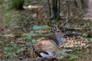Damhirsch II